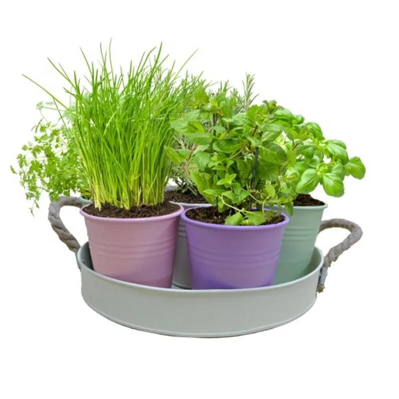 Ierburi aromatice într-o găleată, set de 7 tipuri, 7 buc/pachet Super ofertă