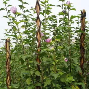 Tija de salcie gradina 130 cm, rachita, suport plante Bestseller