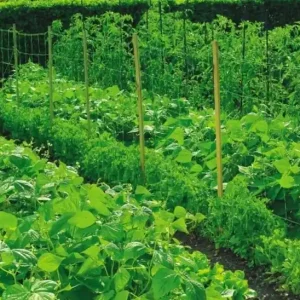 Plasa de sustinere a cresterii 10mx1.7m/plasa 15cmx10cm KLC Transport gratuit